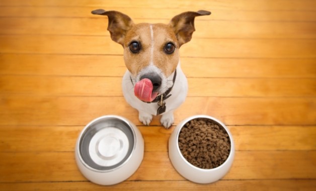 Alimentação para cachorros