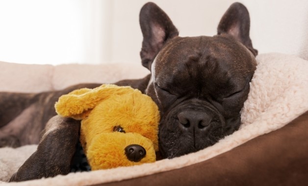 Cama